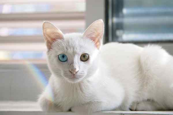 100 neugierige Daten von sehr überraschenden Katzen
