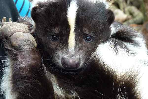 15 animali domestici esotici e legali che non crederanno che esistano