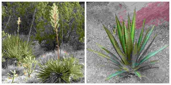 20 piante del deserto e le sue caratteristiche