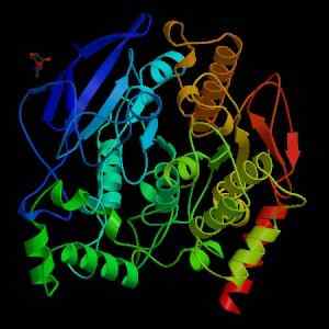 Acetylcholinesterase -Struktur, Funktionen und Inhibitoren