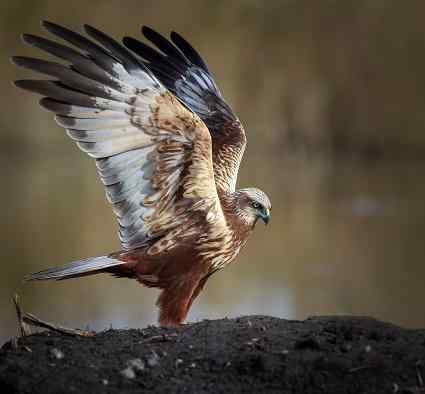 Aguilucho Lagunero -Eigenschaften, Lebensraum, Migration