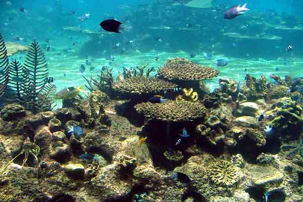 Caractéristiques des récifs coralliens, formation, types, flore, faune
