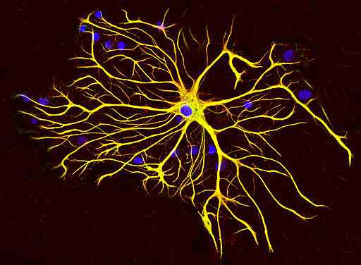 Astrocytes histologi, fungsi, jenis