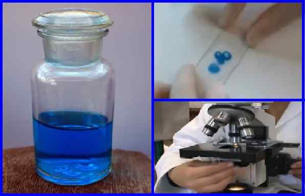Caractéristiques du bleu lactophénol, composition, préparation, utilisations