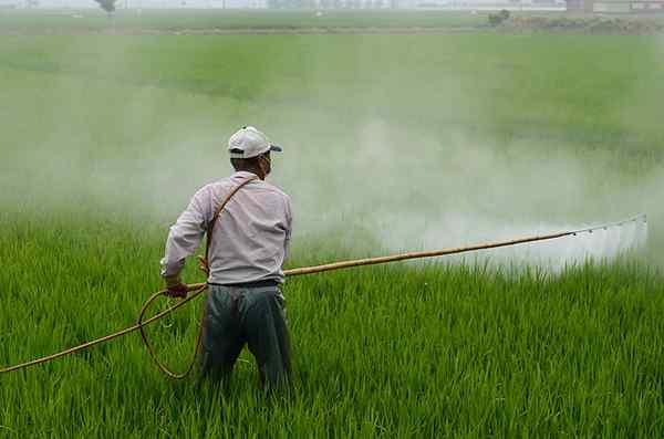 Proses biomagnifikasi, kesan, bahan yang lebih baik