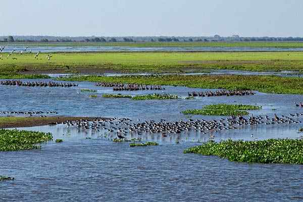 Caratteristiche dei biomi acquatici, tipi, flora, fauna, esempi