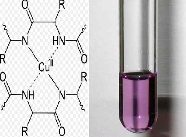 Biuret Foundation, reagenti, postopek, uporabe