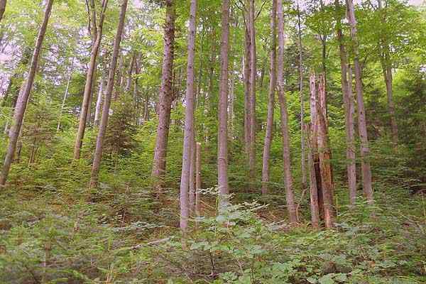 Karakteristik hutan gugur, flora, fauna, lokasi