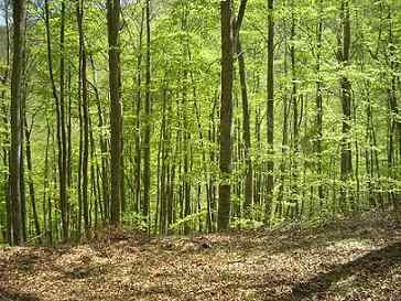 Karakteristisk herdet skog, flora, fauna, klima, lettelse