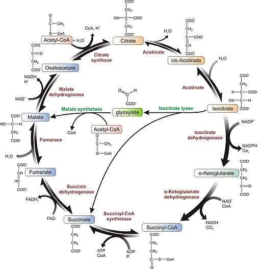 Características do ciclo de glioxilato, reações, regulação, funções