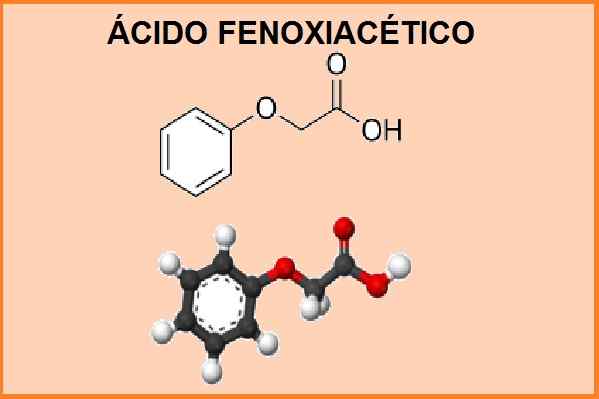 Fenoxyketiksyrasyntes, procedur, användningar, risker