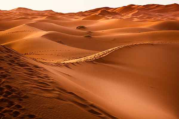 Desert klimaatkenmerken, locatie, typen, flora, fauna