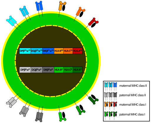 Belangrijke histocompatibiliteitscomplexe kenmerken, functies