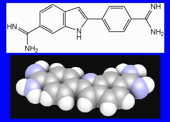 DAPI (4 ', 6-Diamidino-2-fenylindoli) Ominaisuudet, säätiö, käyttö