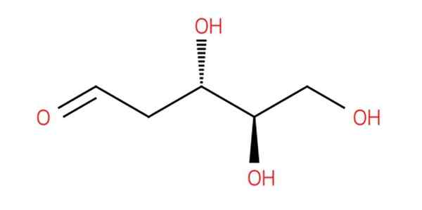 Structure, fonctions et biosynthèse du dexyribosa