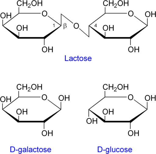 Disackaridernas egenskaper, struktur, exempel, funktioner