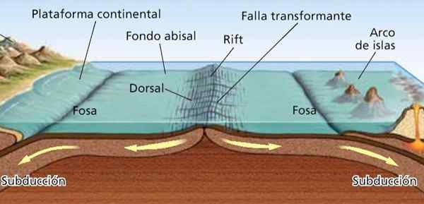 Oceanic Dorsals -egenskaper, hvordan de danner, eksempler