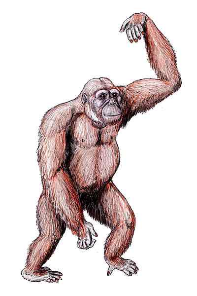 Odkrycie Dryopithecus, cechy, czaszka, jedzenie