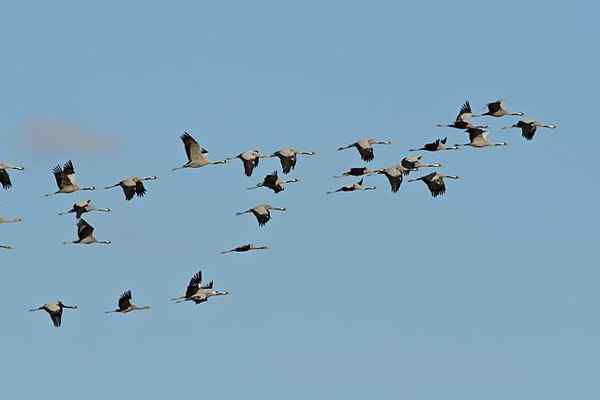 Caratteristiche, tipi e animali dell'ecosistema aereo