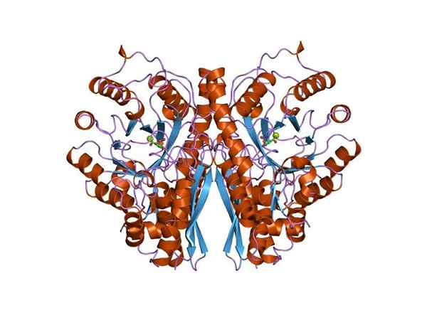 Enolase structuur, werkingsmechanisme, functies