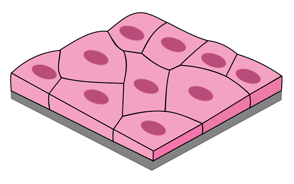 Caractéristiques, fonctions et types d'épithélium plat simples