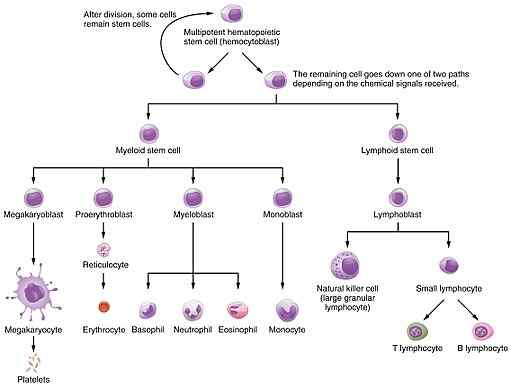 Charakteristiky erytropoietínu (EPO), výroba, funkcie