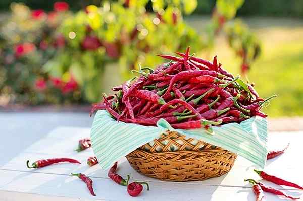 Scoville -Geschichtskala, wie es funktioniert und die würzigsten