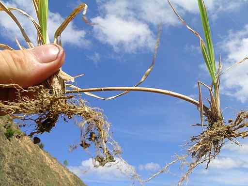 Stolons em plantas, animais e fungos