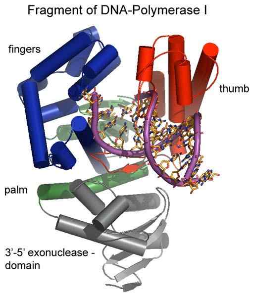 Exonuclease -kenmerken, structuur en functies
