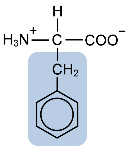 Fenyylialaniiniominaisuudet, toiminnot, biosynteesi, ruoka