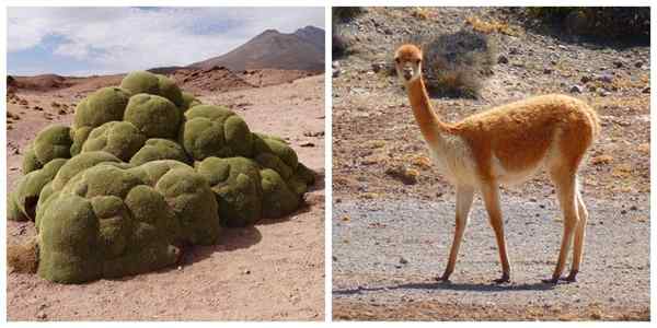 Flora e fauna de JuJuy mais espécies representativas