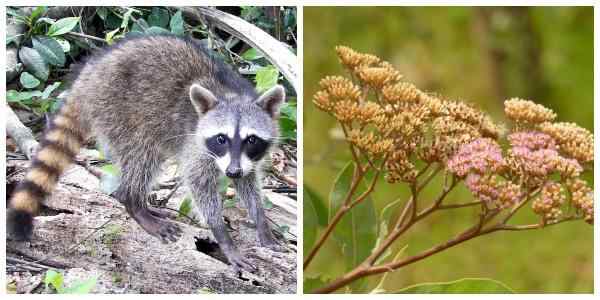 Flora und Fauna von Santa Fe Repräsentative Arten
