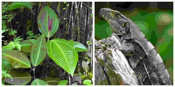Flora a fauna z Tabasco Reprezentatívnejšie druhy