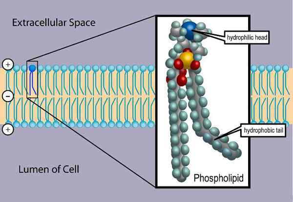 Caratteristiche dei fosfolipidi, struttura, funzioni, tipi