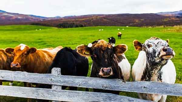 Vieh in neuen spanischen Eigenschaften und Tieren
