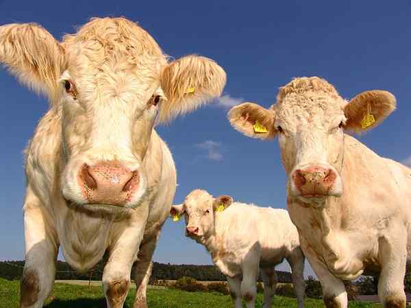 Umfangreiche Viehmerkmale, Vor- und Nachteile