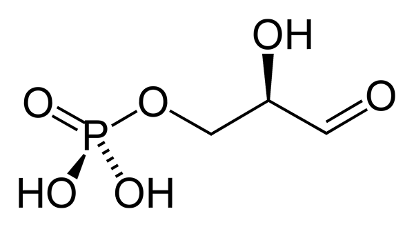 Structure de glycéraldéhyde 3-phosphate (G3P), fonctions