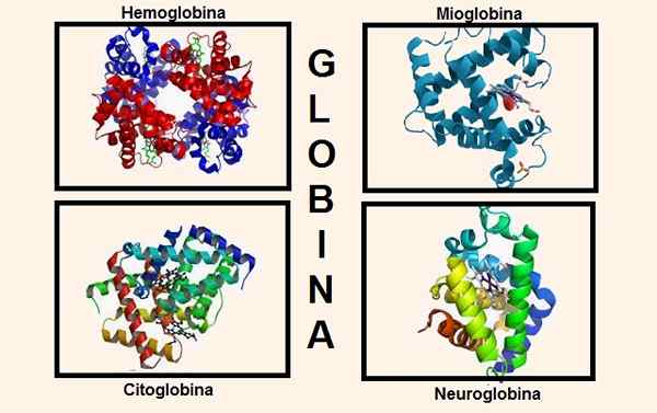 Globin -egenskaper, struktur, funktion och förändringar