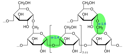 Structure du glycogène, synthèse, dégradation, fonctions
