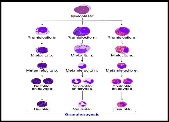 Granulopoyese -kenmerken, hematologie, fasen en factoren