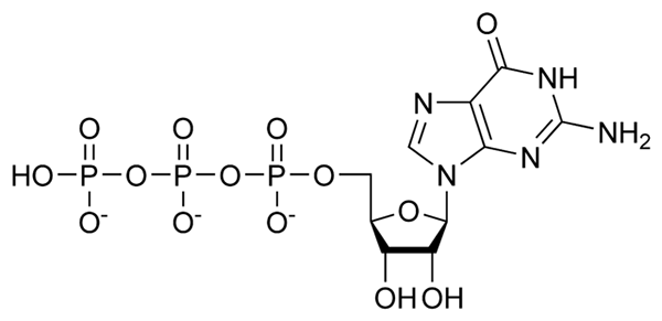 Struktur guanosín triffosphate (GTP), sintesis, fungsi