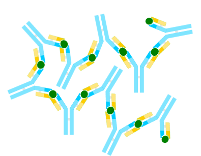 Haptes -historia, toiminnot, ominaisuudet, immunes vastaukset