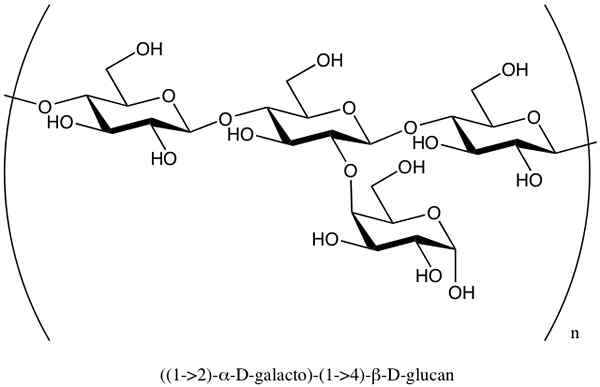 Heteropolysaccharide Eigenschaften, Struktur, Funktionen