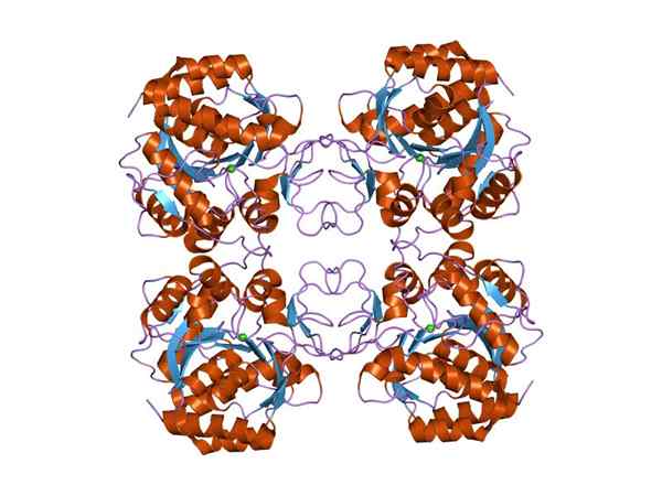 Hydrolasaasirakenne, toiminnot, esimerkit