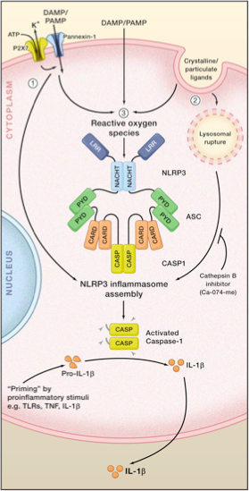 Activation et fonctions de l'inflaménome