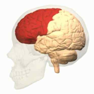 Emplacement du lobe frontal, anatomie et fonctions