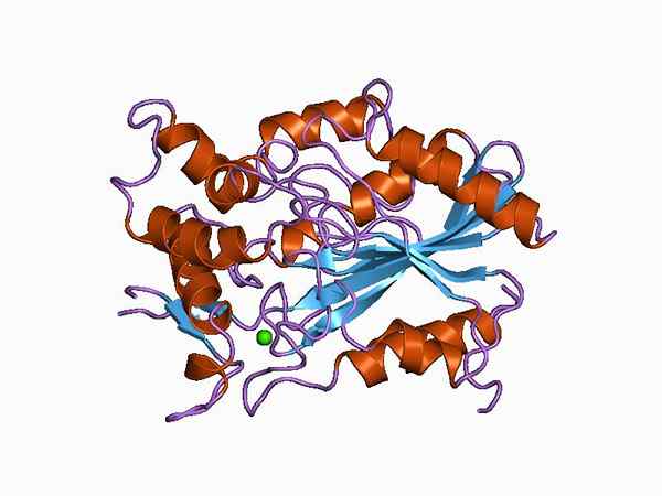 Lipasa Caracateristik, Struktur, Jenis, Fungsi