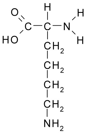 Lysinegenskaper, struktur, funksjoner, biosyntese