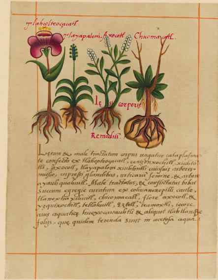 Aztekische Medizingeschichte, Gott, Pflanzen, Krankheiten