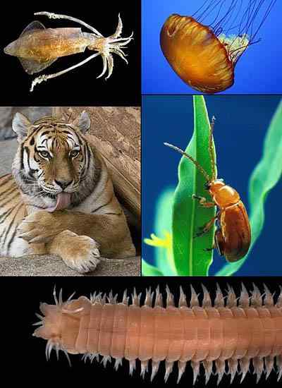 Metazoa -Eigenschaften, Typen, Lebensraum und Krankheit